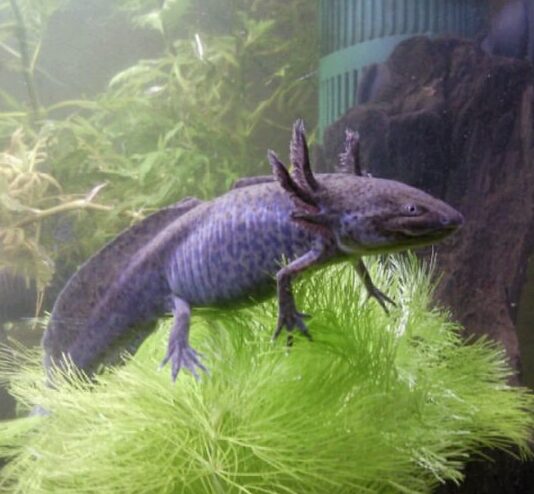 Axolotl Tierkommunikation